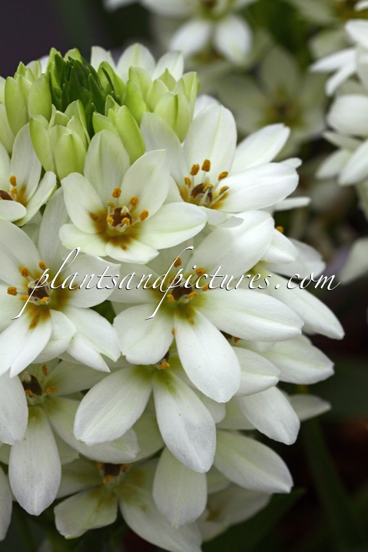 Ornithogalum ‘Chesapeake Snowflake’