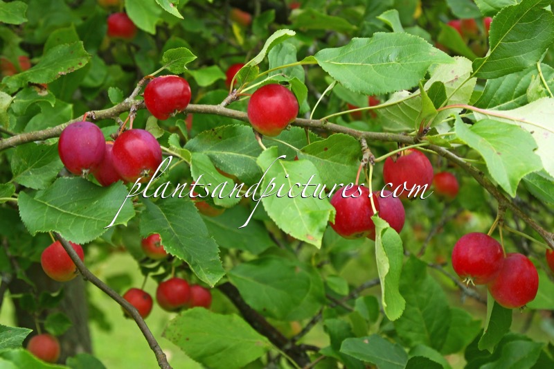 Malus ‘Dartmouth’