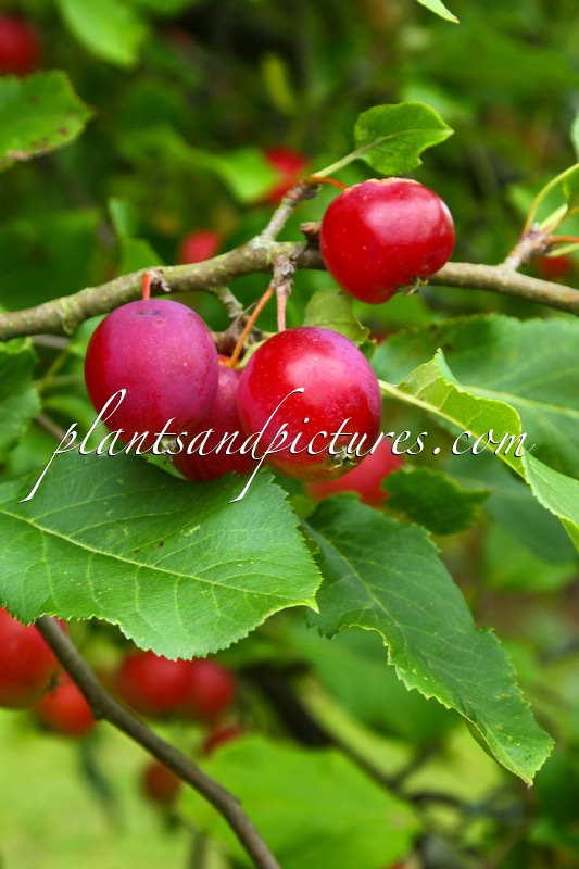 Malus ‘Dartmouth’