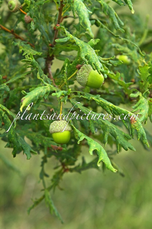 Quercus robur ‘Fenessii’