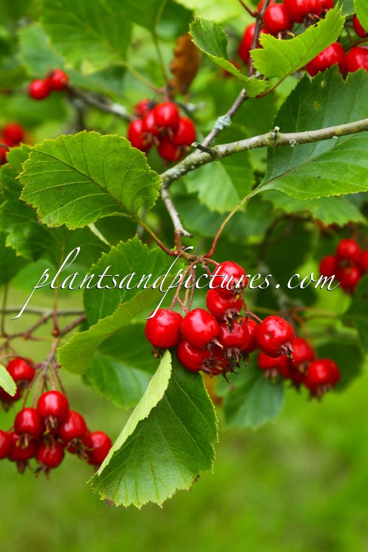 Crataegus chrysocarpa