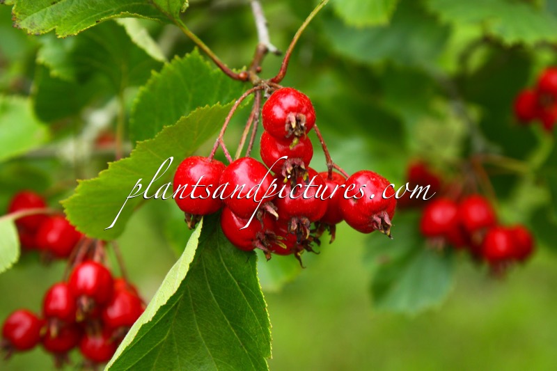 Crataegus chrysocarpa