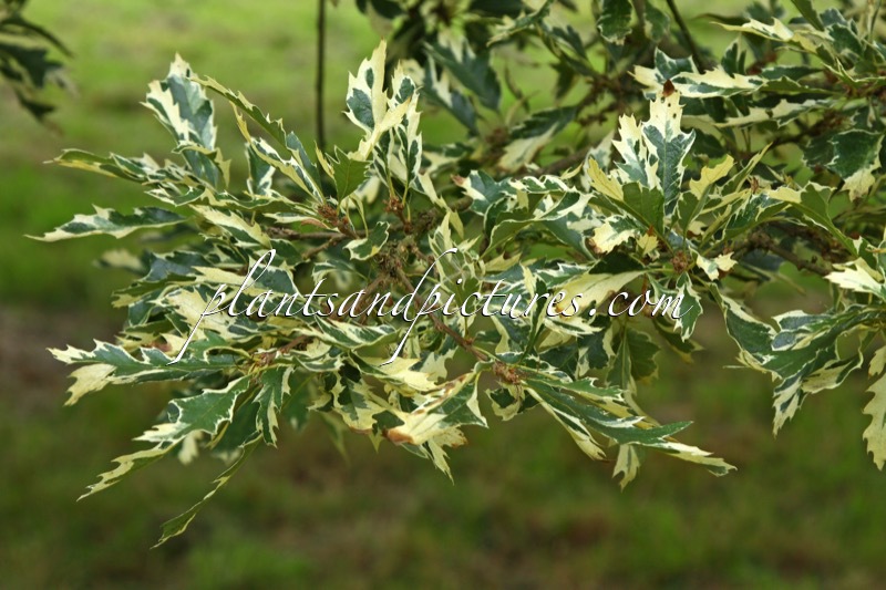 Quercus cerris ‘Argenteovariegata’