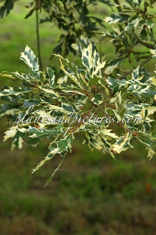 Quercus cerris ‘Argenteovariegata’