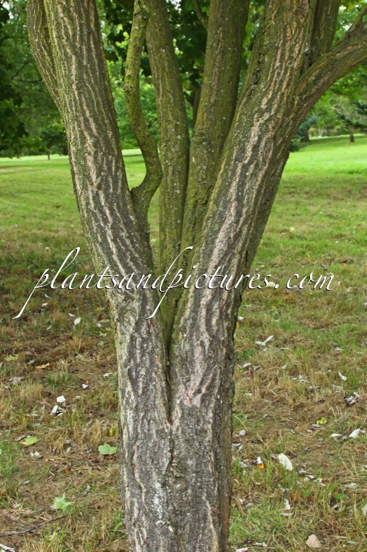 Sorbus japonica subsp. calocarpa