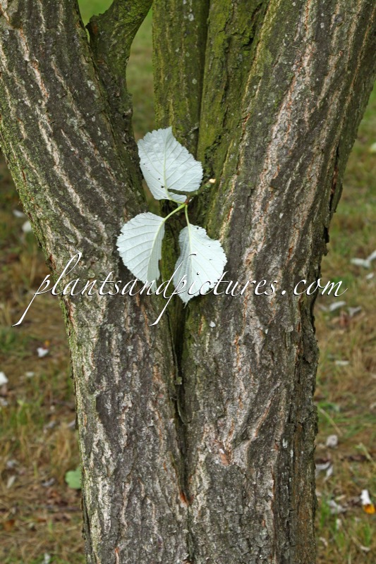 Sorbus japonica subsp. calocarpa