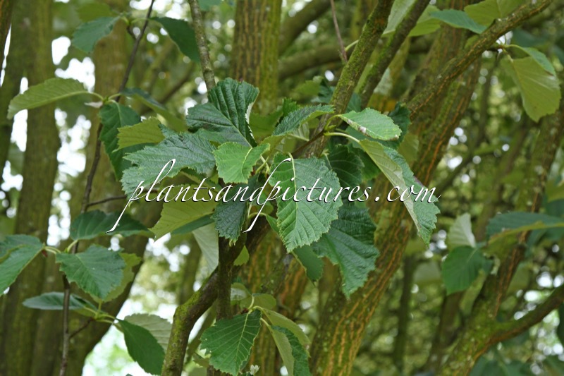 Sorbus japonica subsp. calocarpa