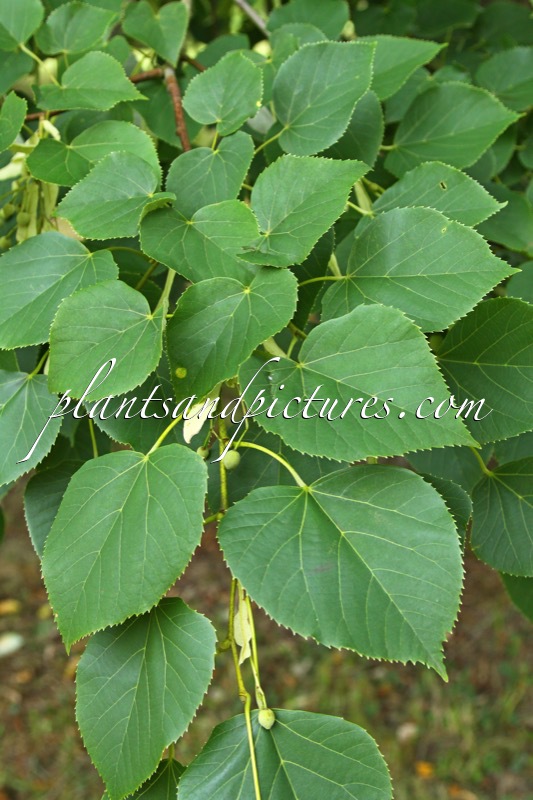 Tilia heterophylla
