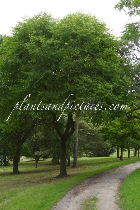 Ulmus davidiana var. japonica