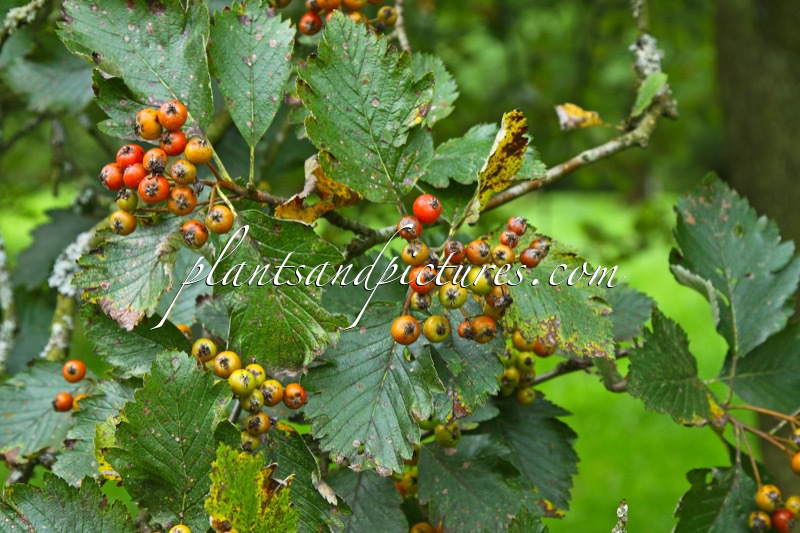 Sorbus austriaca