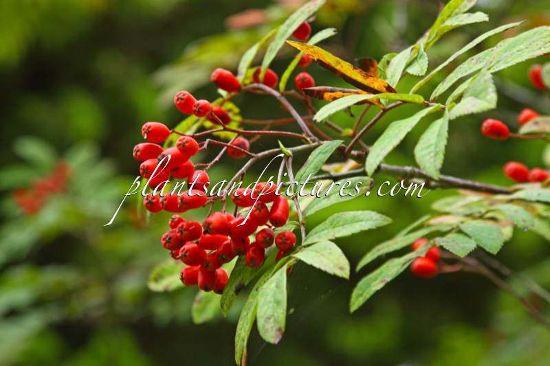 Sorbus aucuparia x Sorbus gracilis