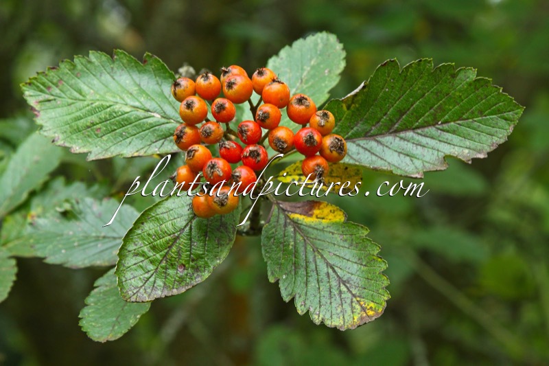 Sorbus subcuneata