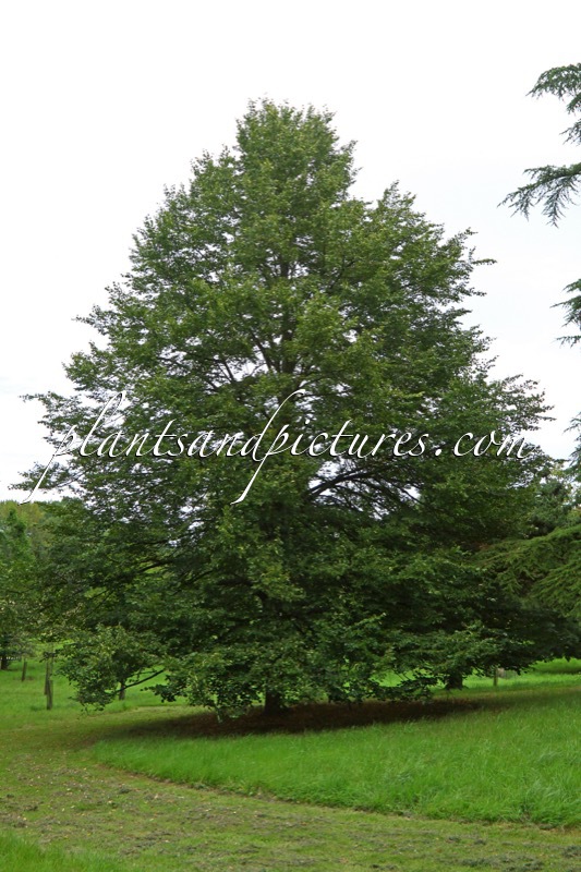 Tilia cordata ‘Rancho’