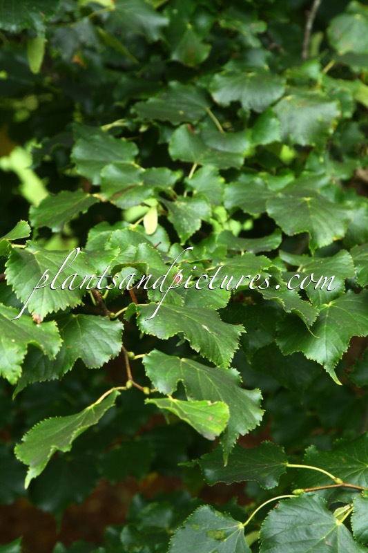Tilia cordata ‘Rancho’