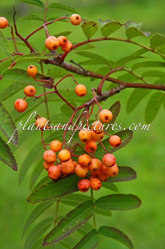 Sorbus arnoldiana ‘Chamois Glowing Pink’