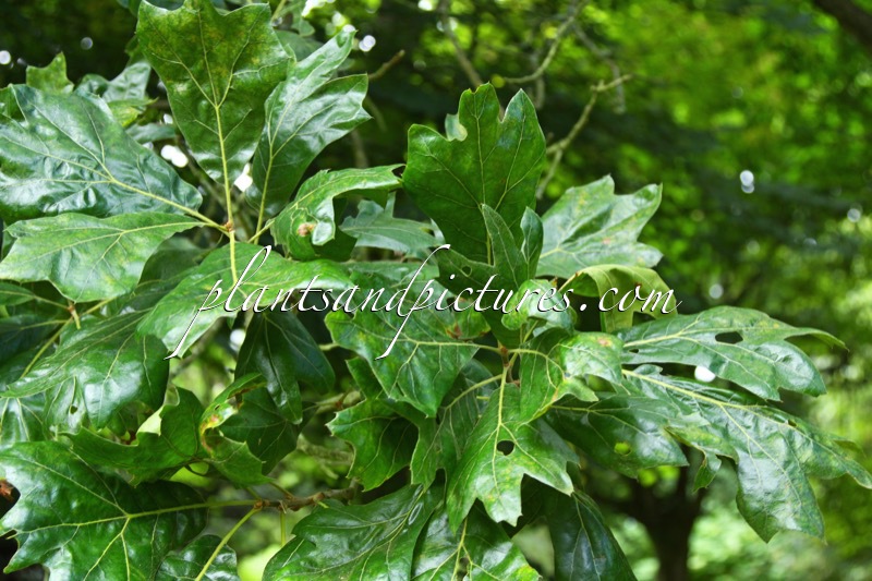 Quercus bushii ‘Seattle Trident’