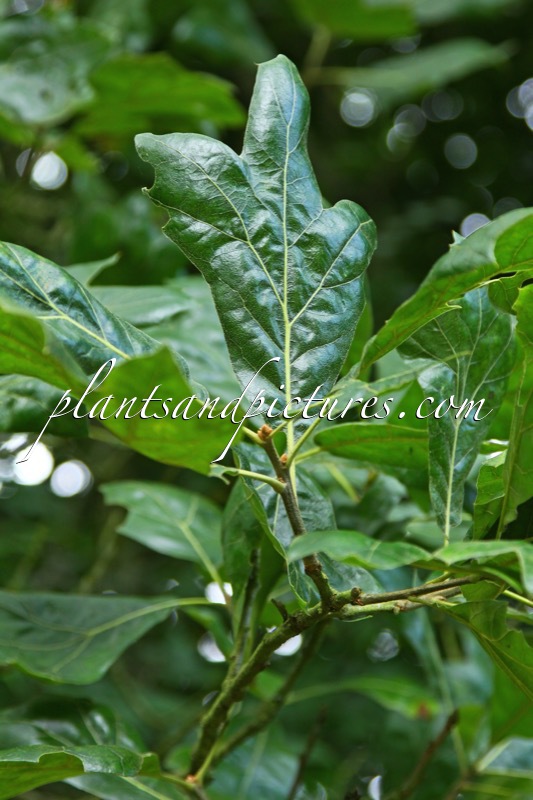 Quercus bushii ‘Seattle Trident’