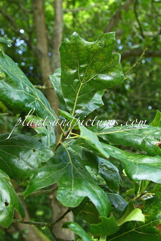 Quercus bushii ‘Seattle Trident’