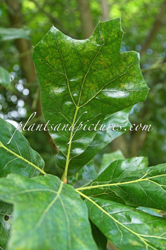Quercus bushii ‘Seattle Trident’