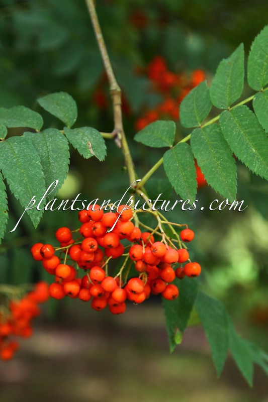 Sorbus ‘Kewensis’