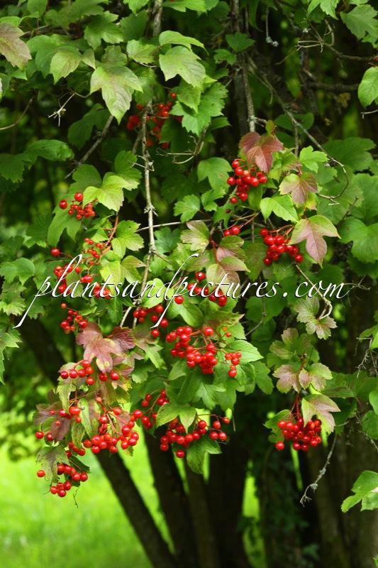 Viburnum trilobum