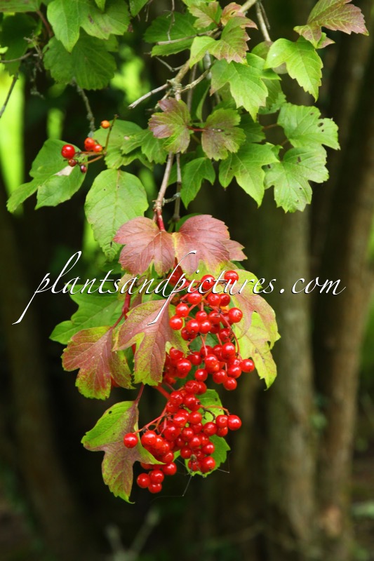 Viburnum trilobum