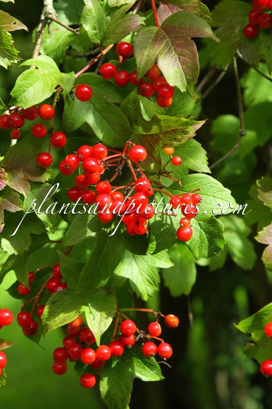 Viburnum trilobum