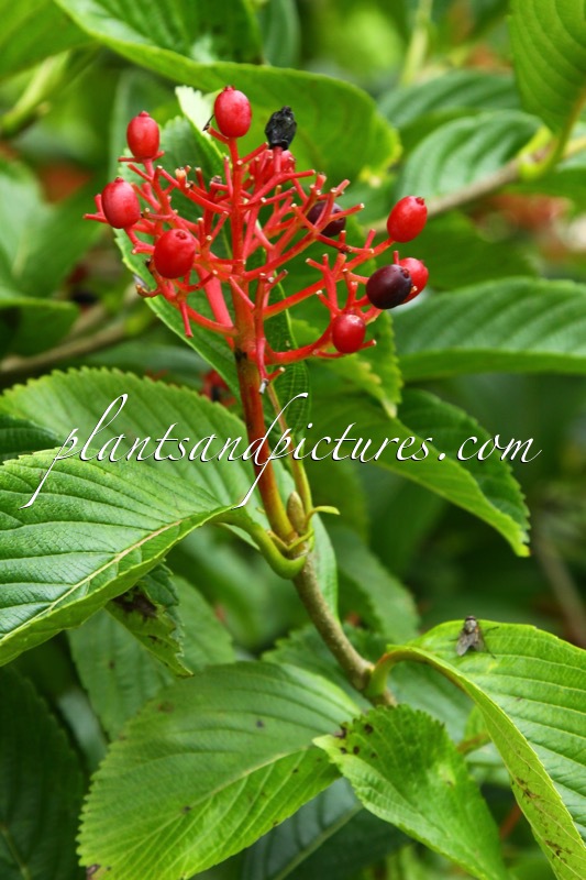 Viburnum sieboldii