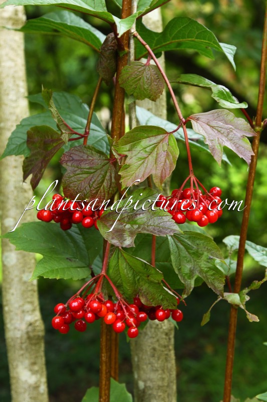 Viburnum trilobum ‘Wentworth’