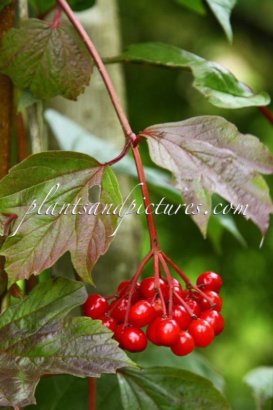 Viburnum trilobum ‘Wentworth’