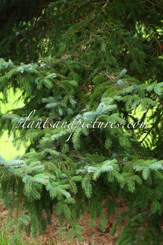 Picea yezoensis var. hondoensis