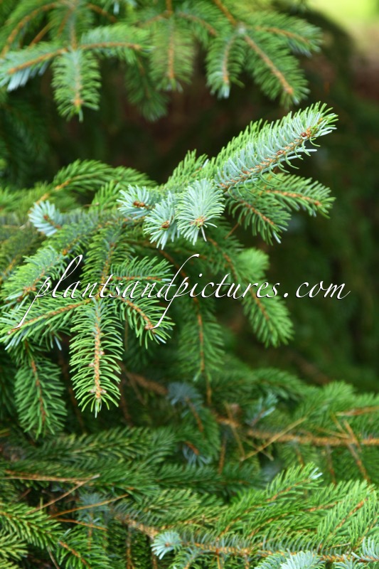 Picea yezoensis var. hondoensis