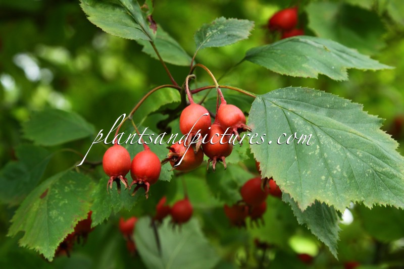 Crataegus coccinea