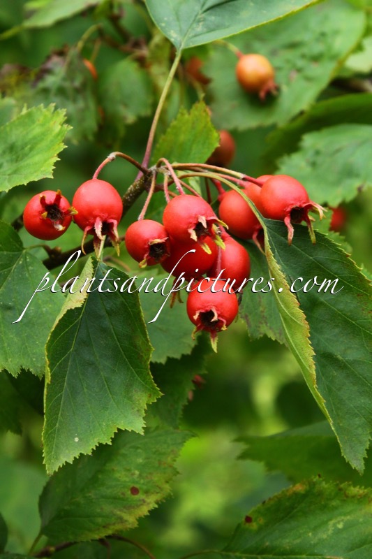 Crataegus coccinea