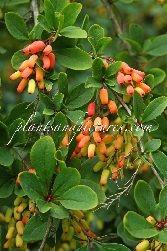 Berberis ‘Georgei’