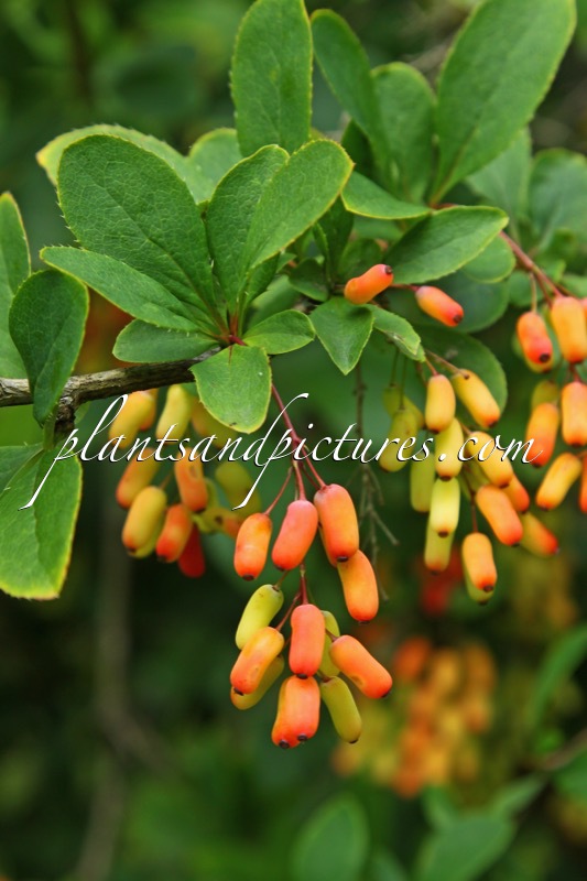 Berberis ‘Georgei’