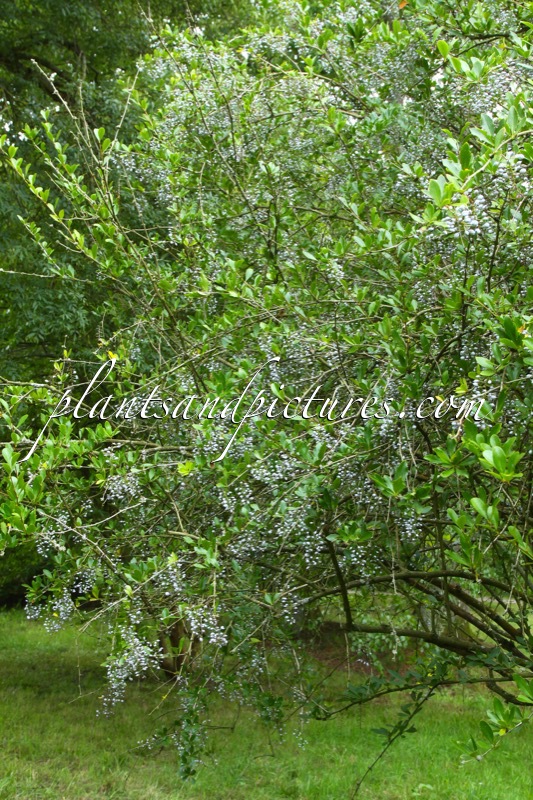 Berberis glaucocarpa