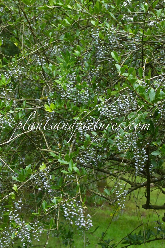 Berberis glaucocarpa