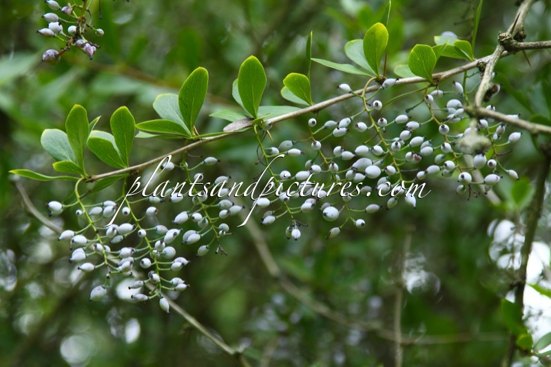 Berberis glaucocarpa