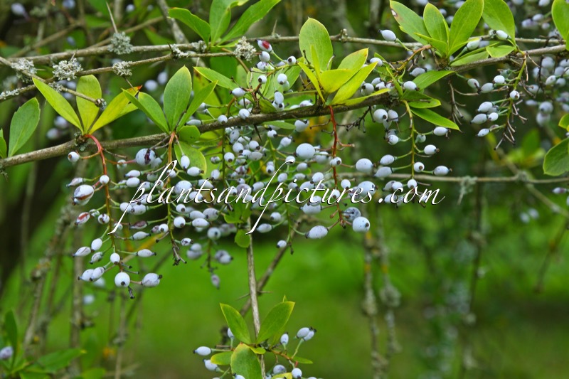 Berberis glaucocarpa