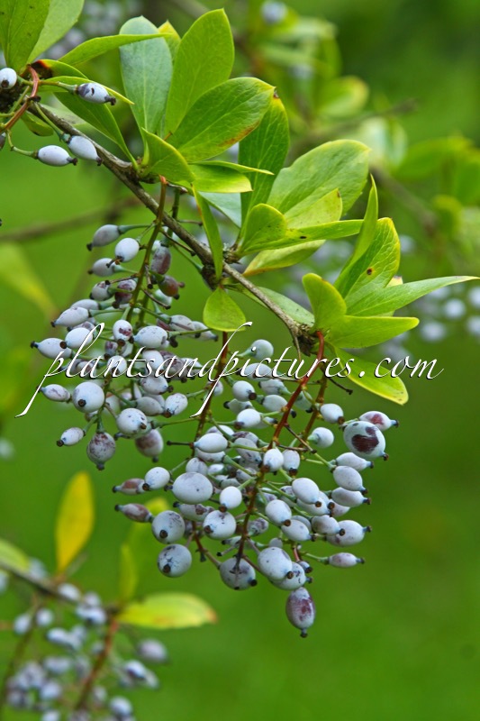 Berberis glaucocarpa