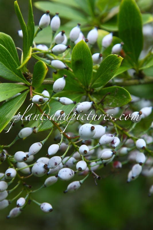 Berberis glaucocarpa