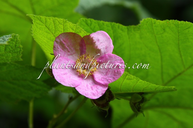 Rubus fraseri
