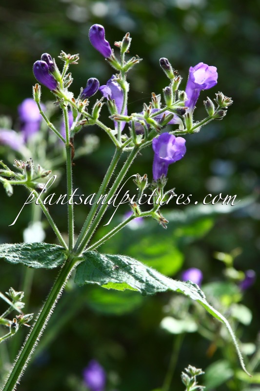 Strobilanthes violascens