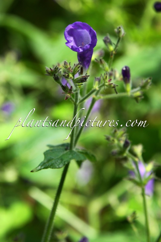 Strobilanthes violascens