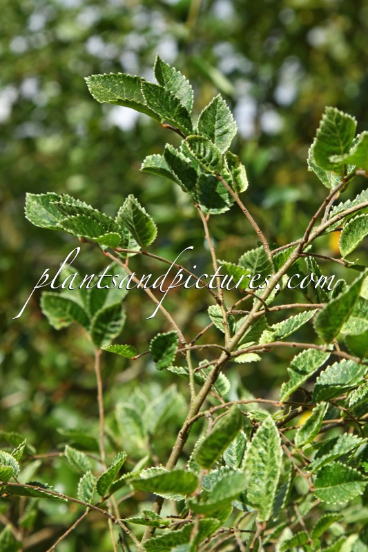 Ulmus parvifolia ‘Geisha’