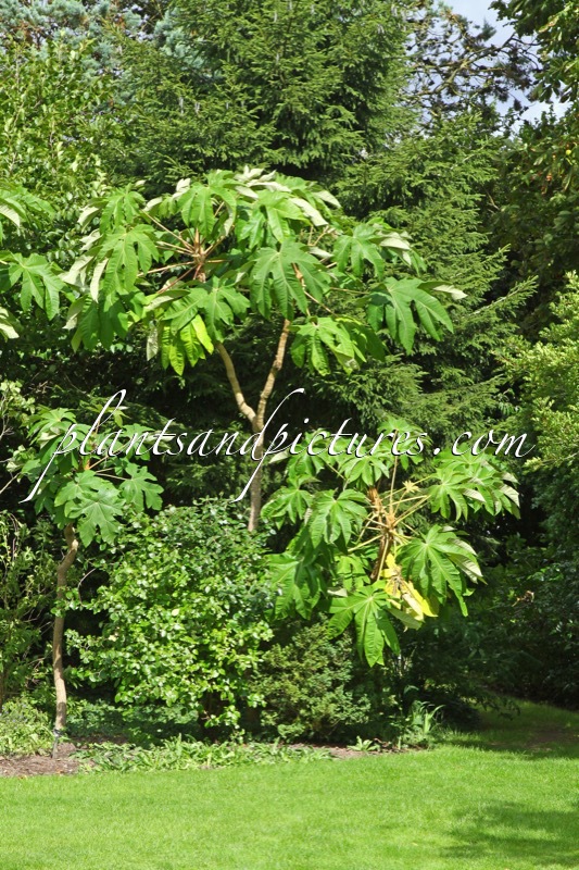 Tetrapanax papyrifer