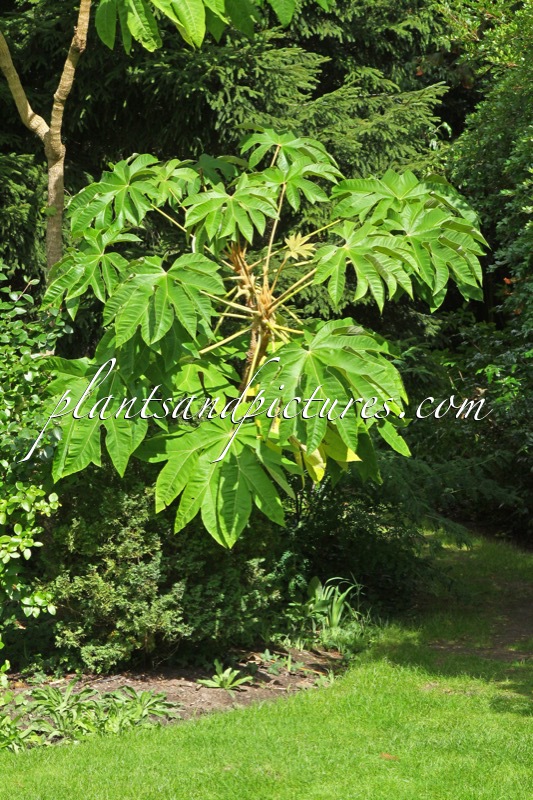 Tetrapanax papyrifer