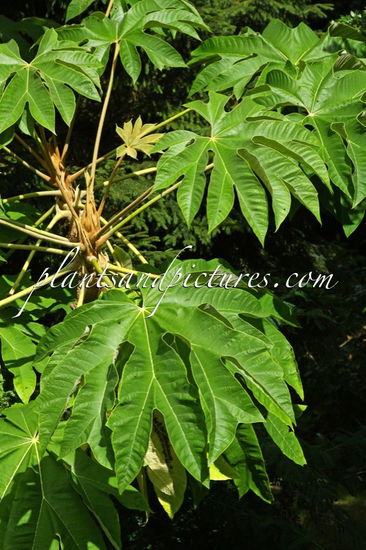 Tetrapanax papyrifer
