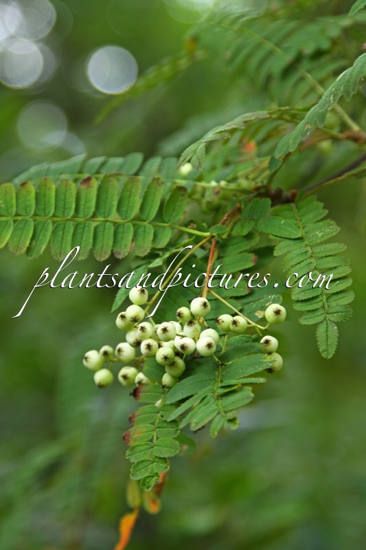 Sorbus munda